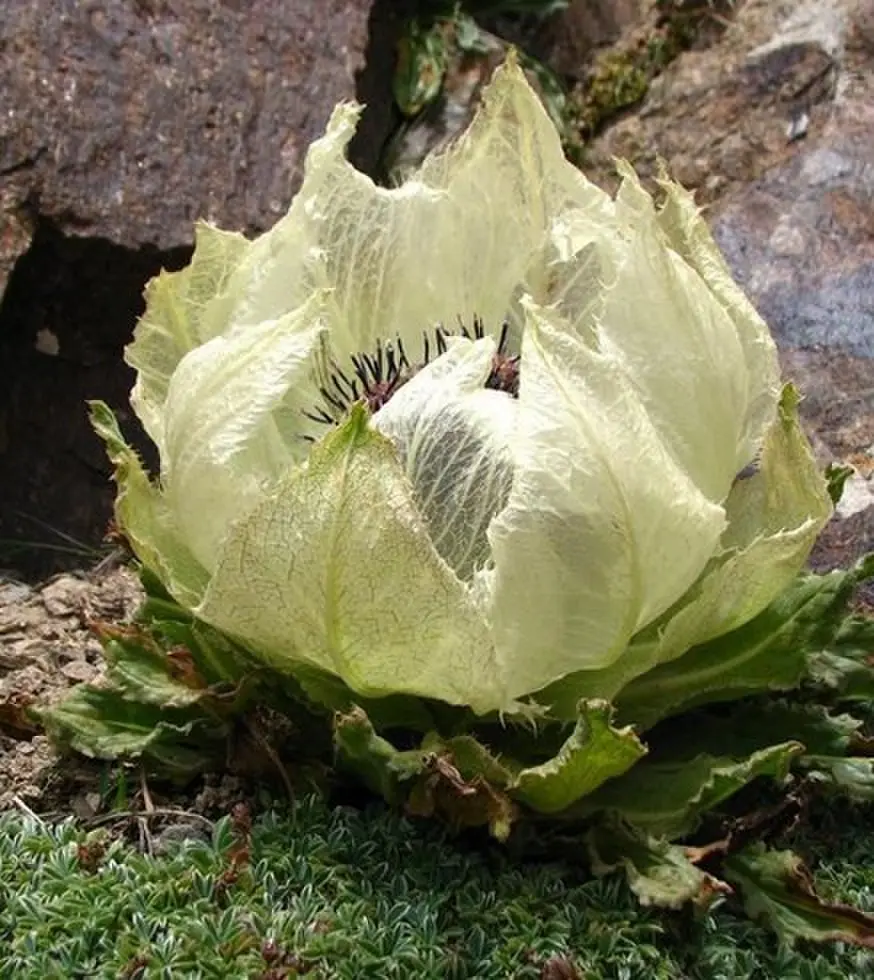 剧情片《夏日搭车客》全集免费在线观看 - 国语完整版高清画质 - 夏日搭车客公路青春救赎之旅